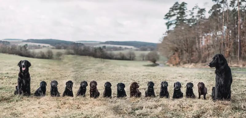 Flat Coated Retriever vom Storchennest gallery image 4