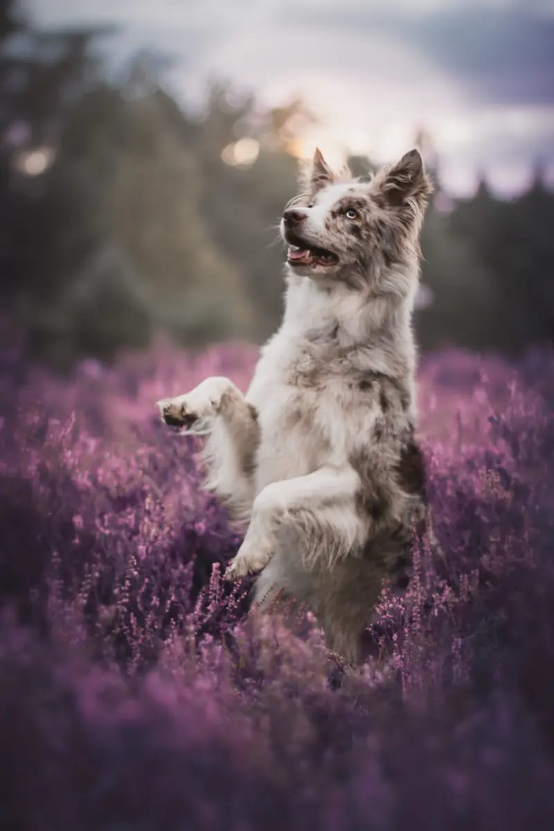 Beyond Borders Border Collies gallery image 4