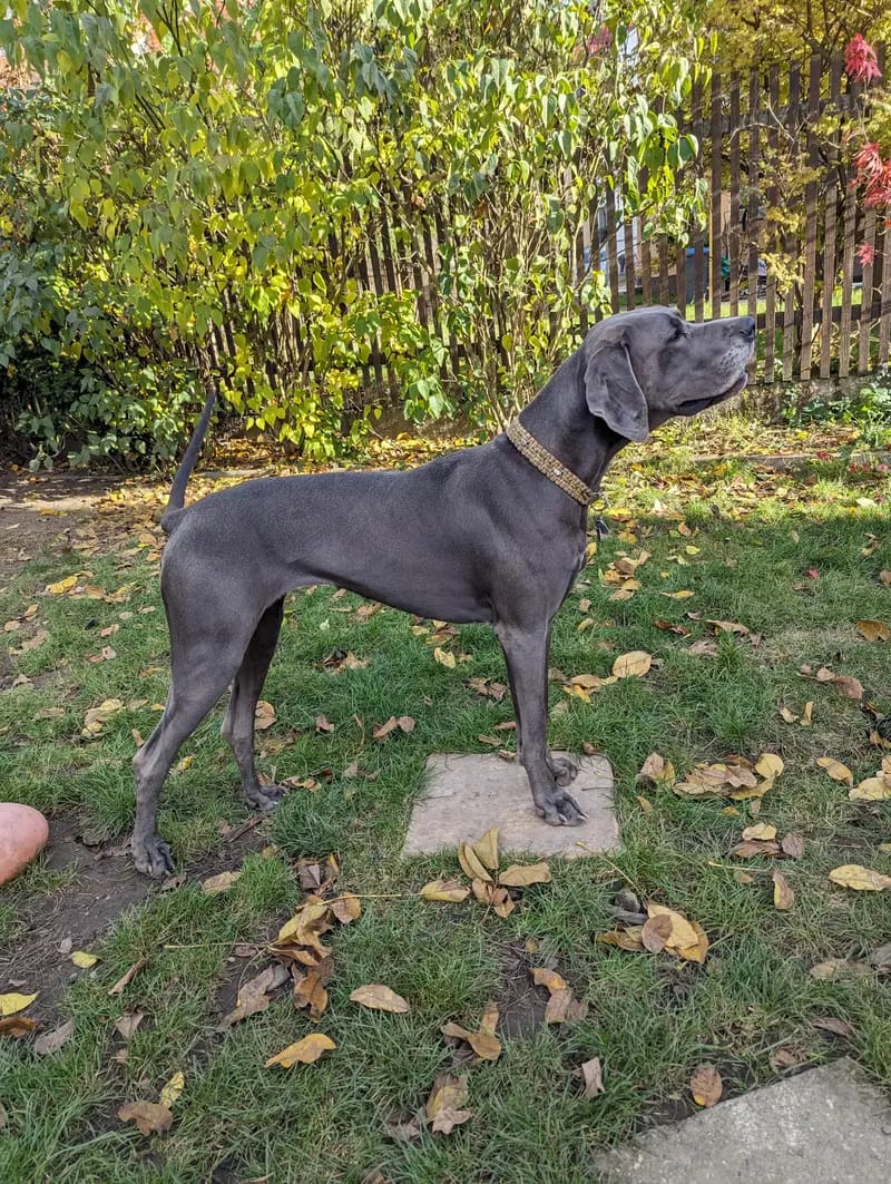 Gaja von AmasuDiamonds  gallery image 3