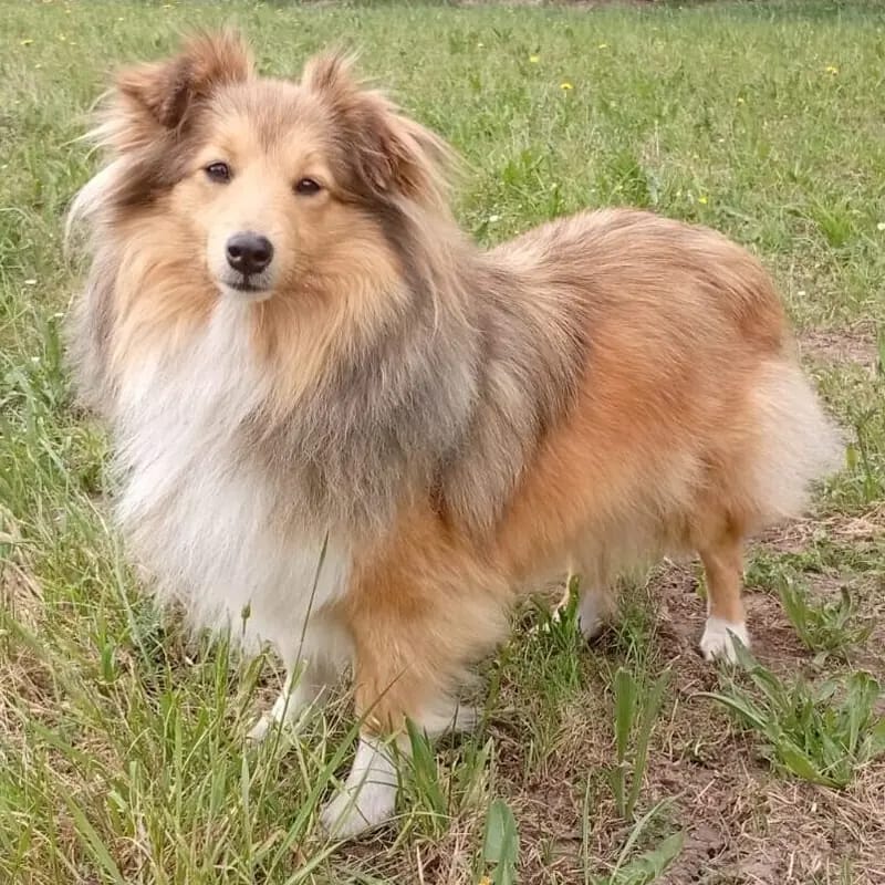 Charlie Brown – جرو Shetland Sheepdog – صورة 3