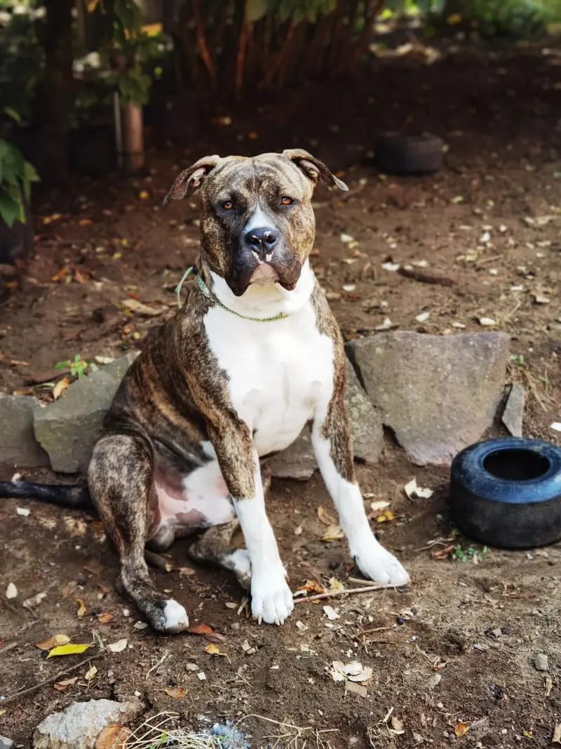 Burnhardt's American XXl Bully 2 gallery image 2