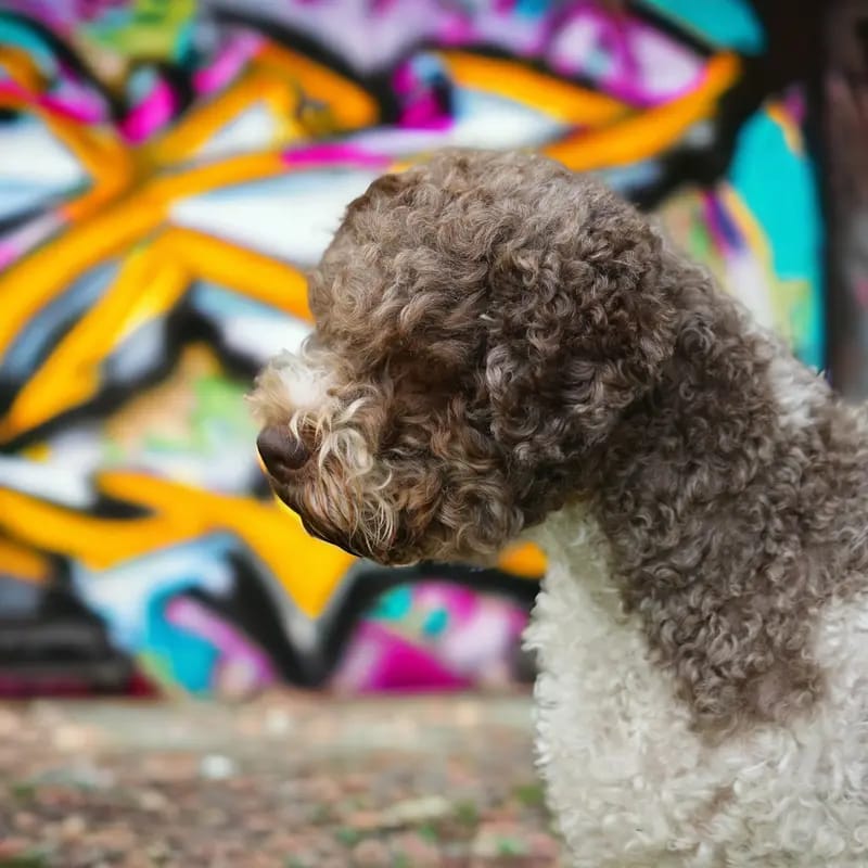 Curly Coats Roma gallery image 2