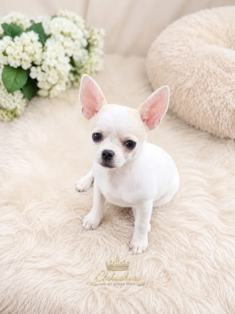 Hündin – 3 – Chihuahua hvalp – Billede 2