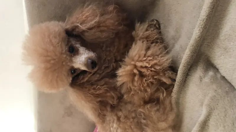 Nucleus Line Poodle  gallery image 2