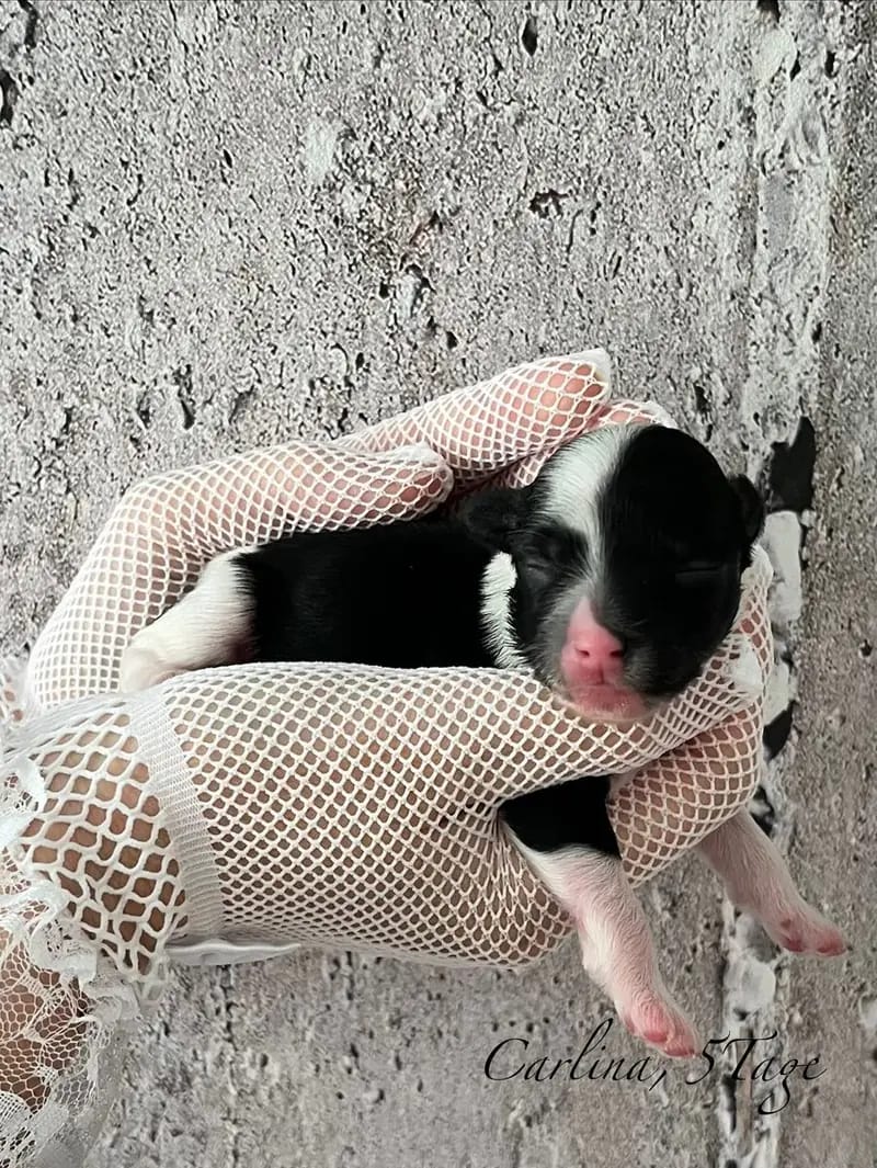 *Bezaubernde Chinese Crested Powderpuff Welpen ~choco ~black * – Chinese Crested Dog Yavrusu – Fotoğraf 2