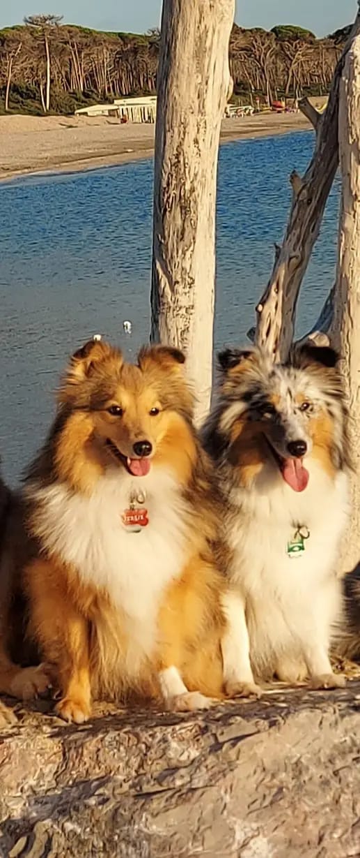 Shelties von Little Insa  gallery image 3