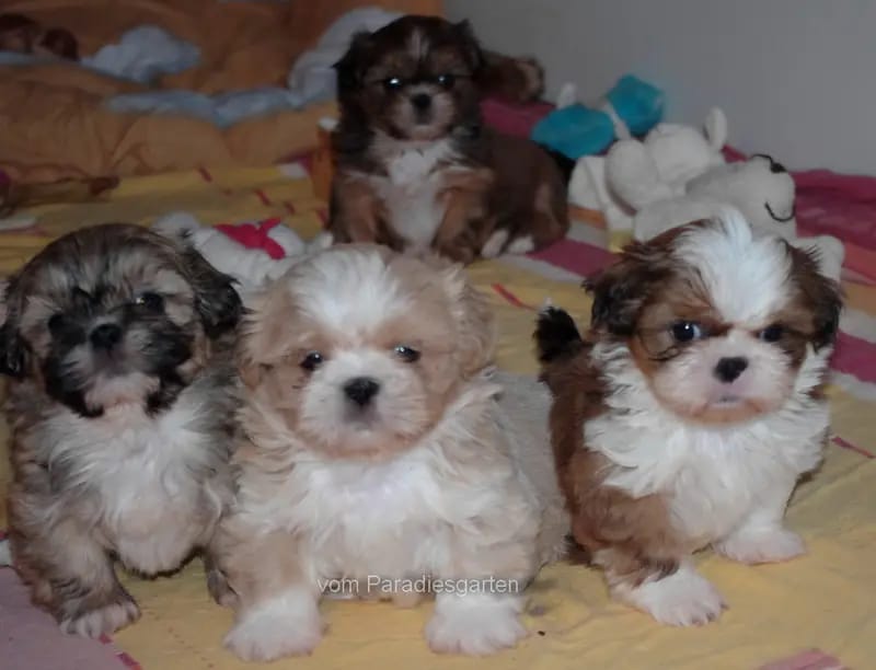 Shih Tzu Zucht "vom Paradiesgarten" gallery image 4