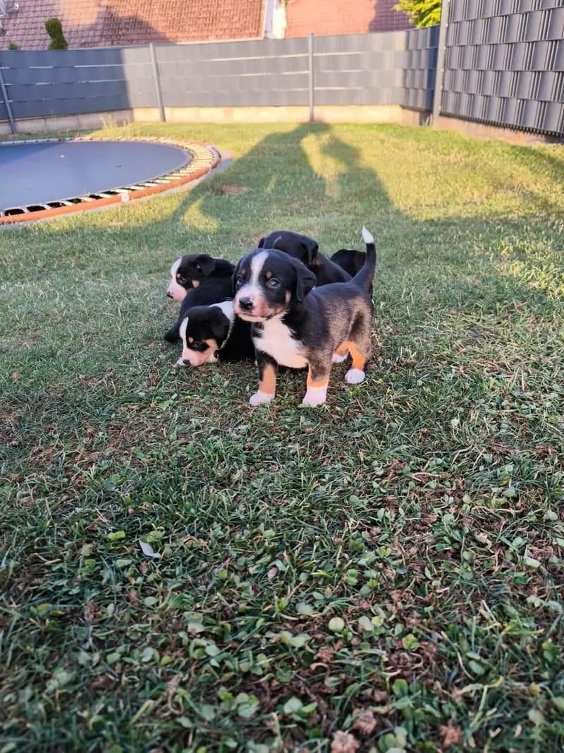Appenzeller Sennenhund Welpen Abgabebereit – Appenzeller Sennenhund Pup – Foto 2