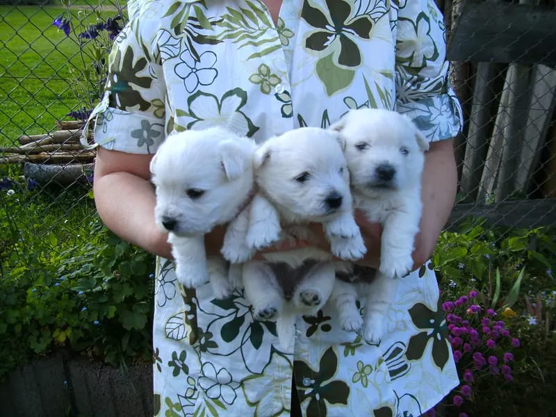 Westie vom Elmbach gallery image 4