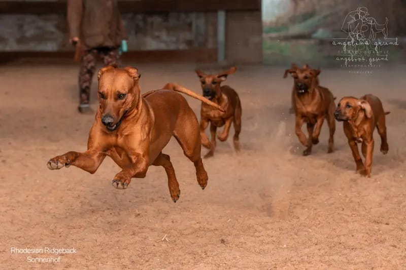 Rhodesian Ridgeback Sonnenhof Dornieden  gallery image 2