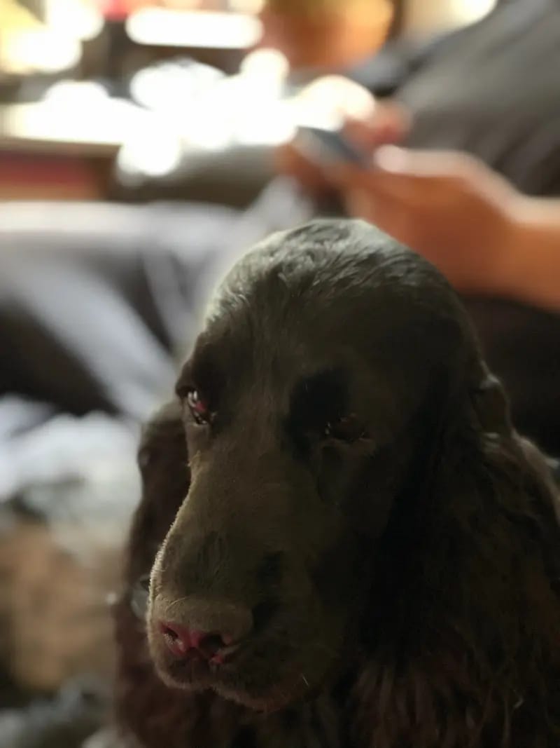 English Cocker Spaniel from the Roses of Scotland gallery image 3