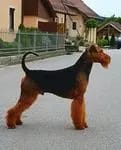Rüde (T-Wurf) – Chiot Airedale Terrier – Photo 2