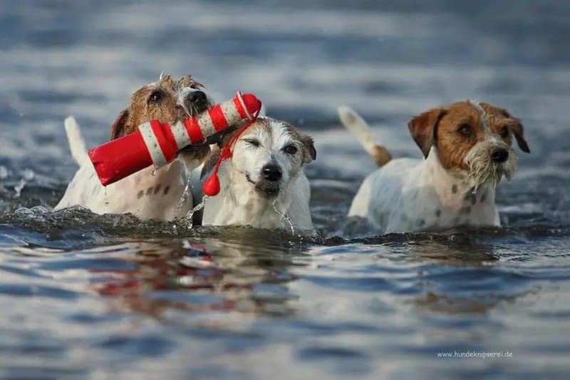 Jack Russell Terrier von der Bramau  gallery image 2