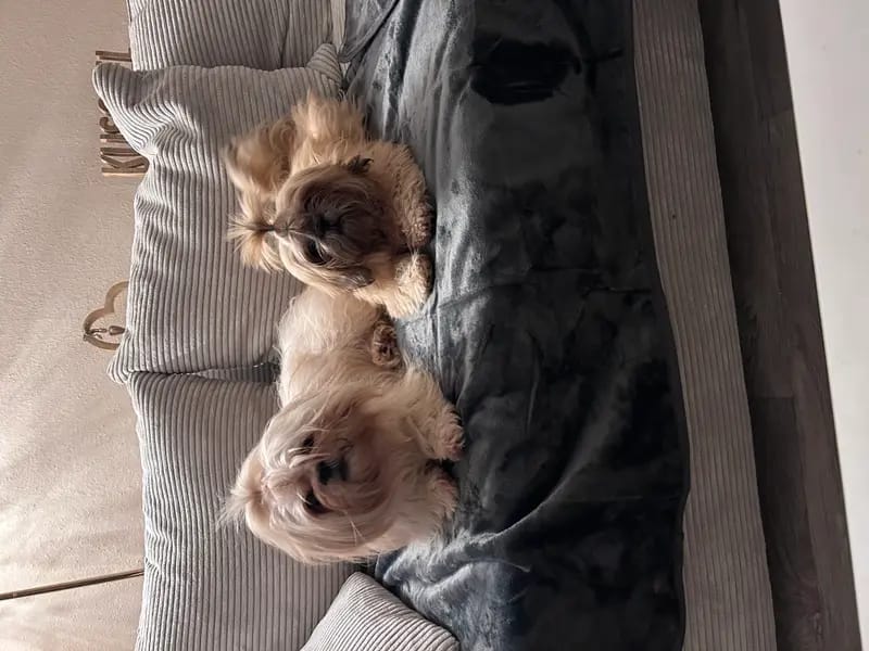 Shih Tzu vom Sturks Hof gallery image 3