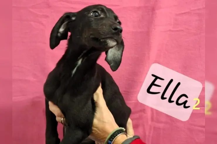 Ella2 gallery image 2