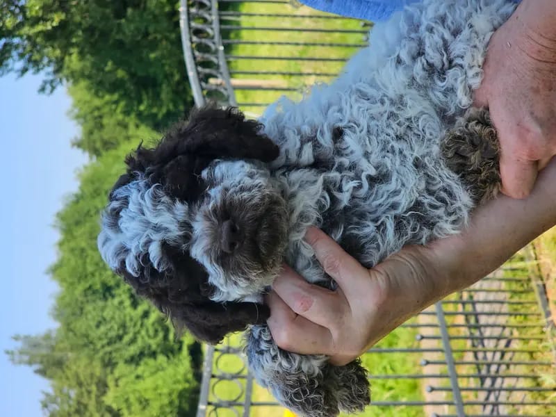 Curly Coats Lagotto Romagnolo  gallery image 3