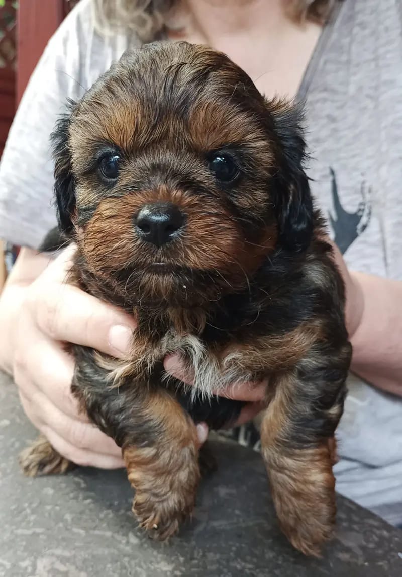 Shihpoo von der Schleuse gallery image 2