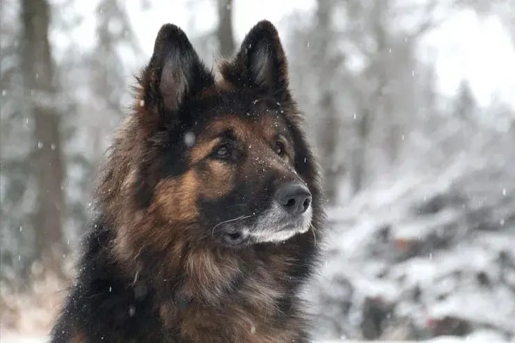 MOBBY, verschmuster Hund nur für Erfahrene gallery image 4