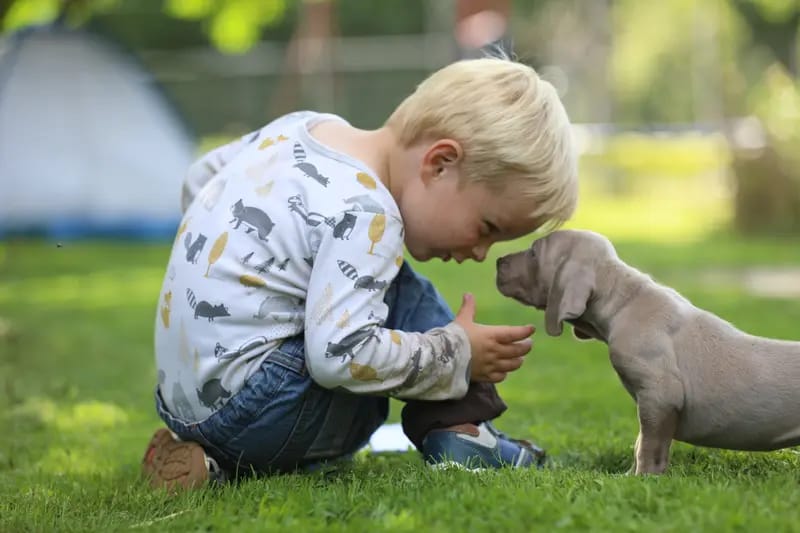 Weimaraner of royal Diamonds  gallery image 4