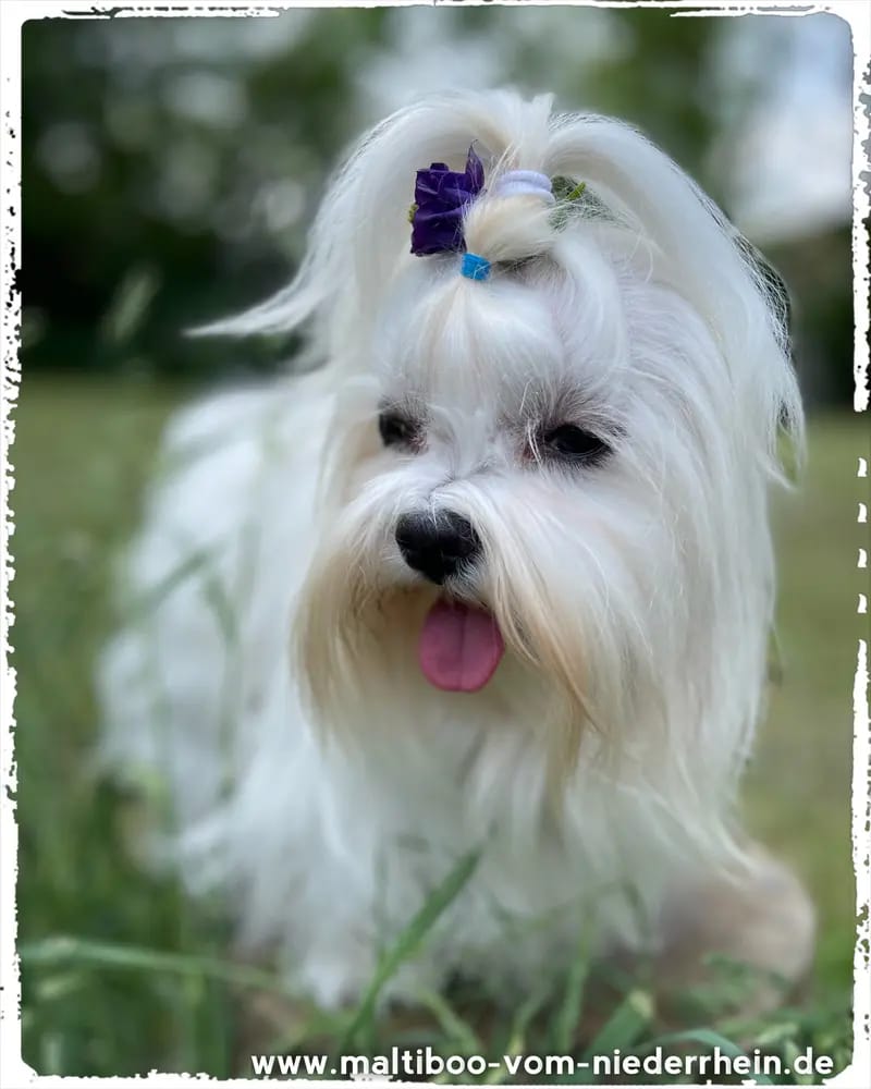 Pers by Little Pride  gallery image 3