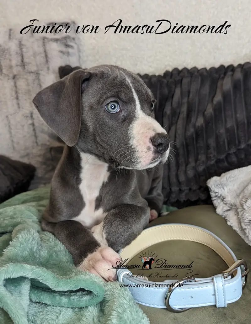 Deutsche Doggen von AmasuDiamonds  gallery image 3