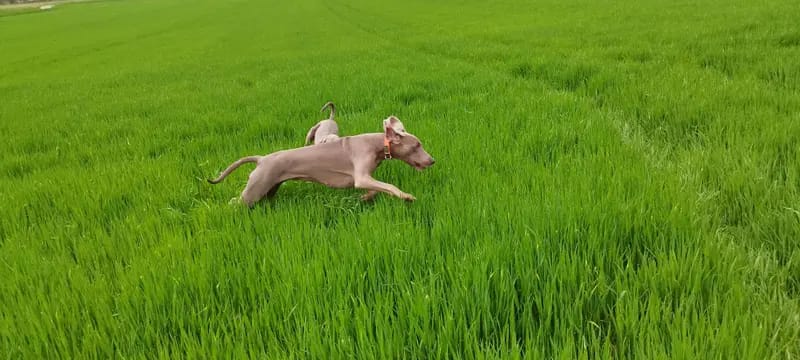 Weimaraner from Spirit of Eywa  gallery image 2