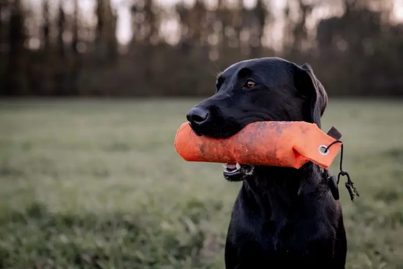 Meadowhunter Labrador Retriever gallery image 3