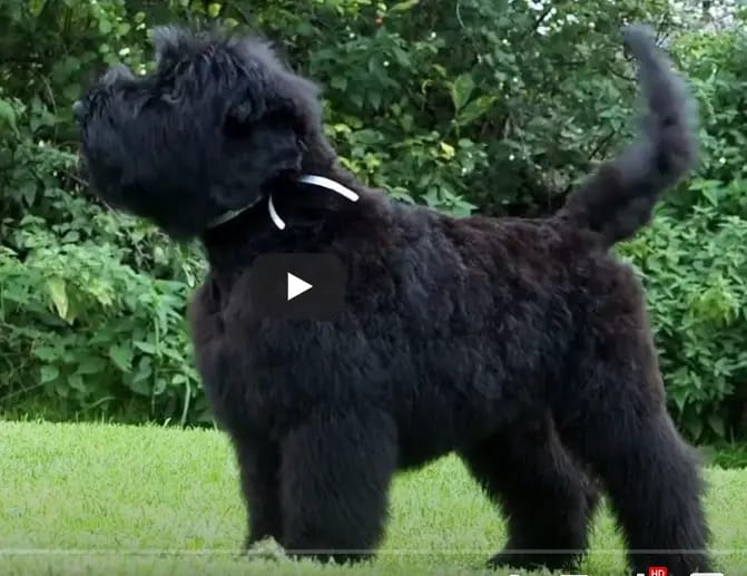 Schwarzer russischer Terrier Welpen - Astra Fidelis FCI gallery image 2