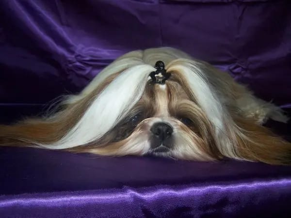 Shih Tzu vom goldenen Vlies gallery image 2