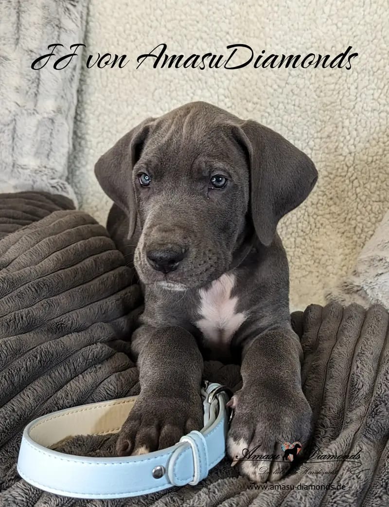 Deutsche Doggen von AmasuDiamonds  gallery image 2