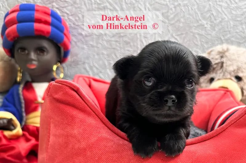 Chihuahua vom Hinkelstein  gallery image 4