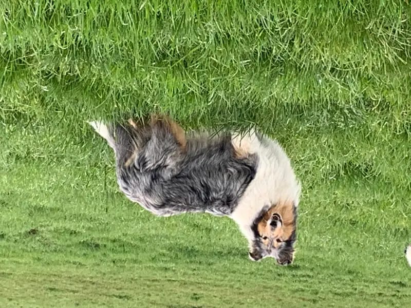 Collies of Cairnwell gallery image 3