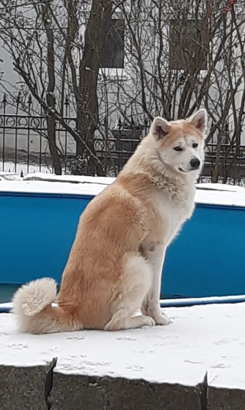 Akitas von den Holledauer Hügeln gallery image 2