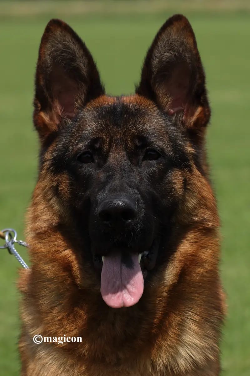 Deutscher Schäferhund Zwinger von Groß-Zünder gallery image 3