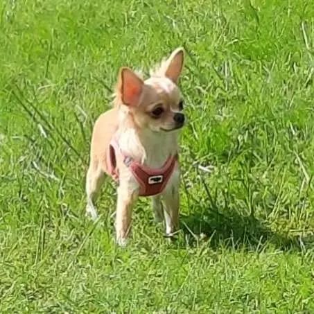 Chihuahuas von den Yunalanden  gallery image 3