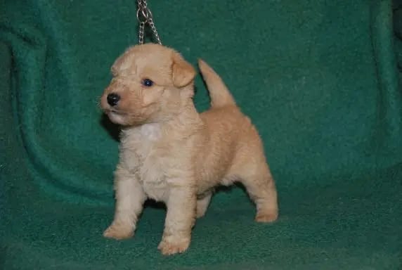 Mieth's Toby gallery image 2