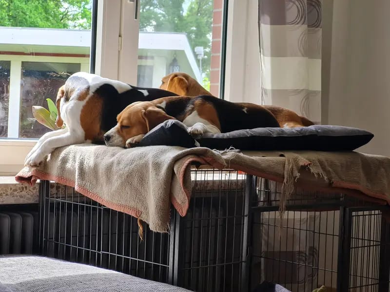 "Beagle vom Ostenfeld" gallery image 3