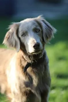 Weimaraner of royal Diamonds  gallery image 2