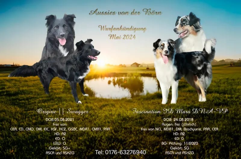 Aussies von der Börn gallery image 4
