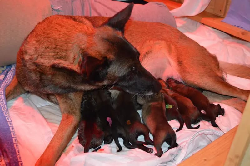 Malinois vom Templerordern  gallery image 4