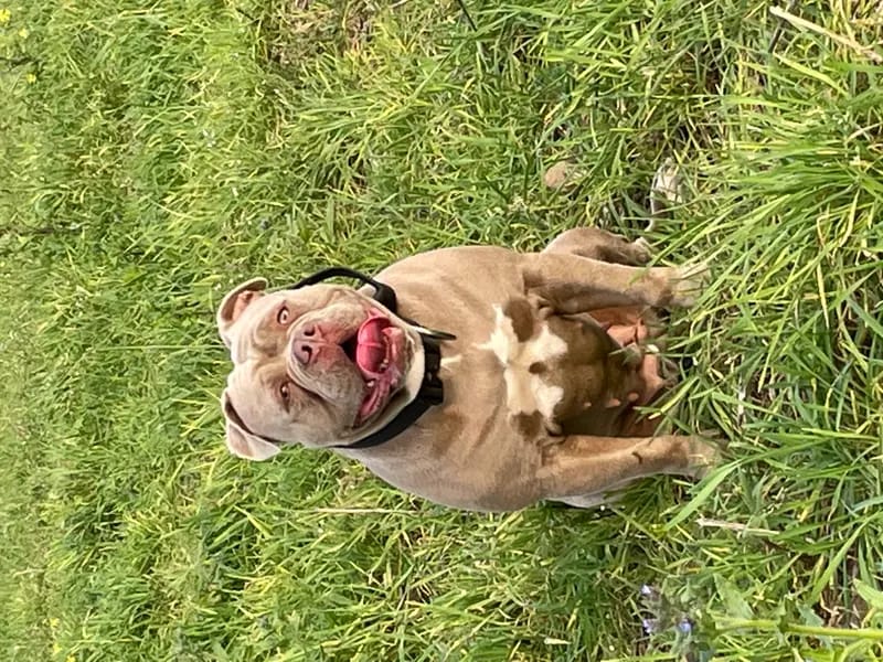 Big Boss Bulldog  gallery image 3