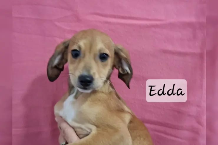 Edda gallery image 3