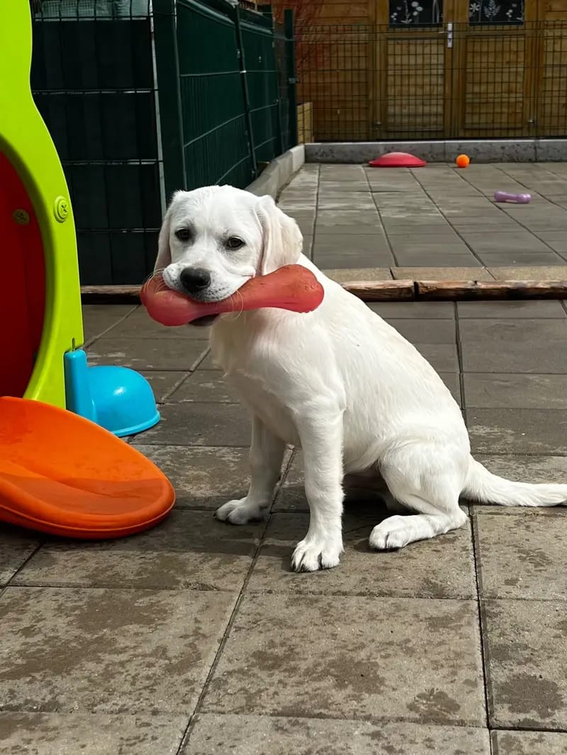 Labrador vom Schwalmtaler Turm gallery image 3