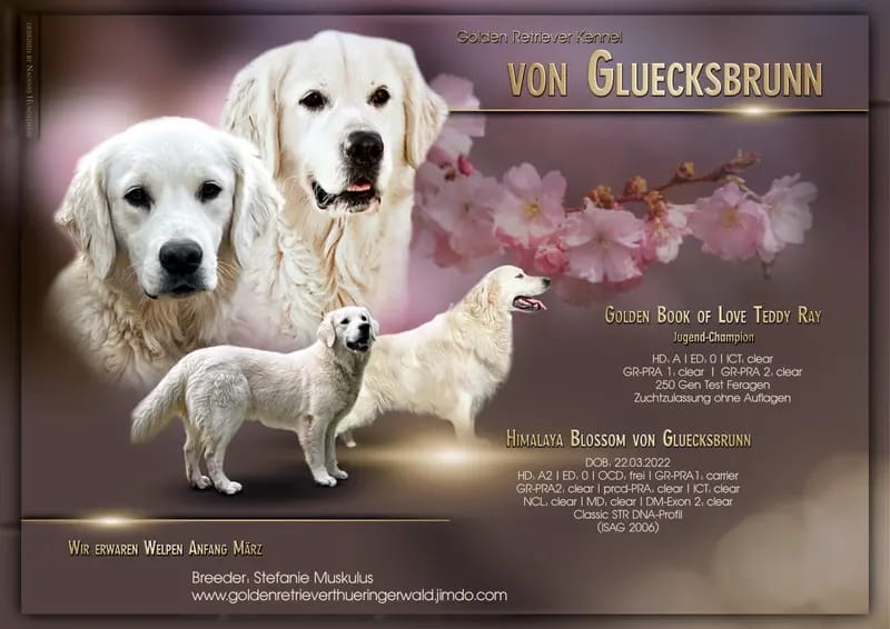 Golden Retriever von Gluecksbrunn  gallery image 2