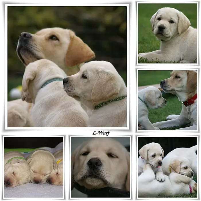 Labrador Retriever Zucht vom Adlumer Meerfeld gallery image 4