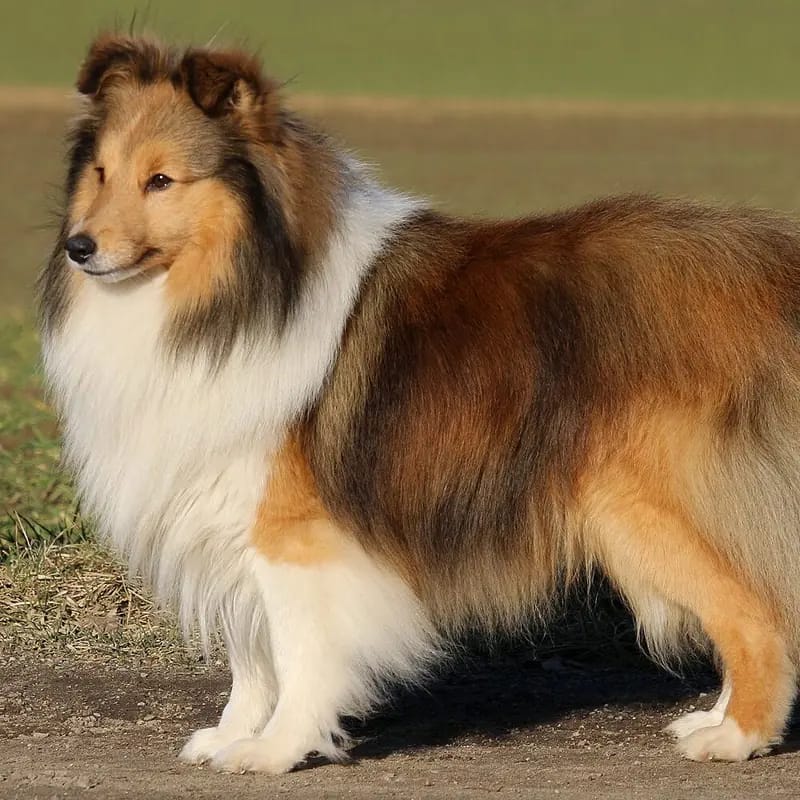 Christopher Robin – Shetland Sheepdog Pup – Foto 4