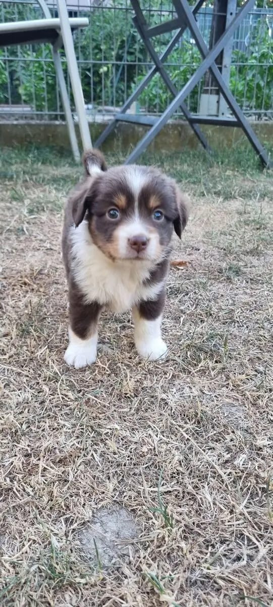 Abgabe bereite Mini Australian Shepherd Lieblinge gallery image 4