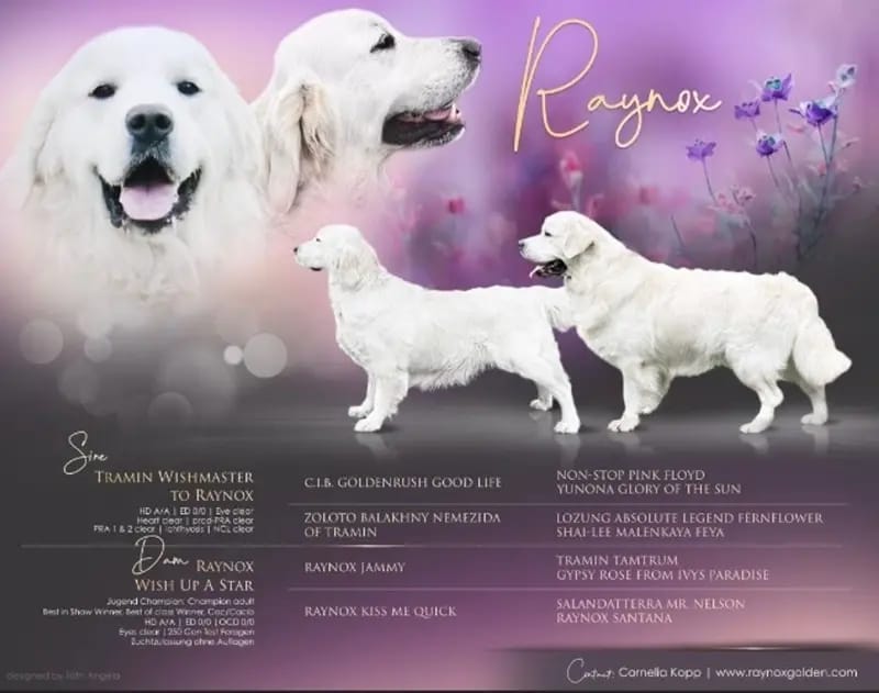 Unsere Welpen Golden Retriever Showlinie m. P. gallery image 2
