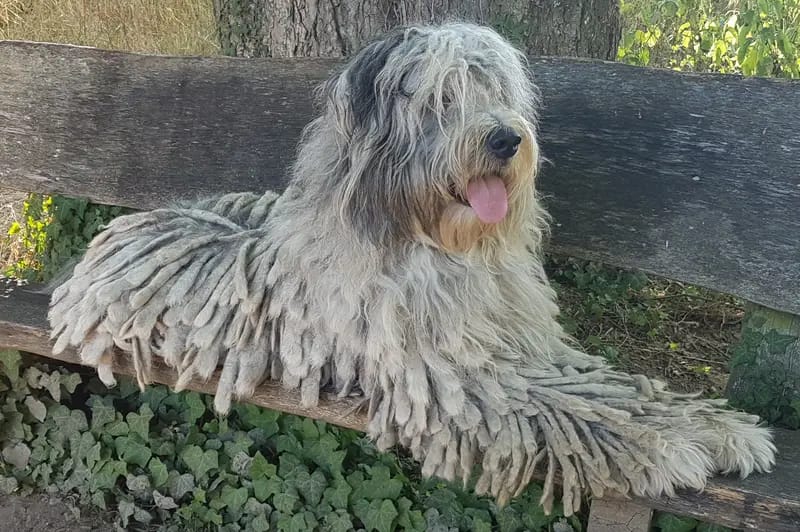 Dr.Pepper Warmwags Bergamasco  gallery image 2