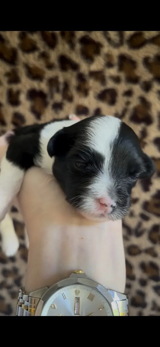 *Bezaubernde Chinese Crested Powderpuff Welpen ~choco ~black * – Chinese Crested Dog Yavrusu – Fotoğraf 3